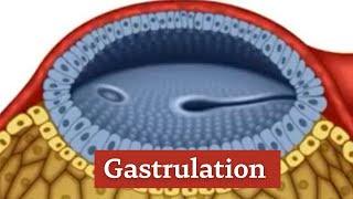 محاضرة تشريح 🐺 Embryology 4 🐪 الفرقة الأولى 🐅 Gastrulation 🐿 كلية الطب البيطرى [upl. by Etem]