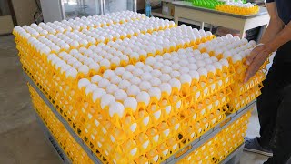 驚奇！收穫蛋和自動化洗選蛋過程 液態蛋大量生產  Egg harvesting and automated egg washing process liquid eggs production [upl. by Alaet]