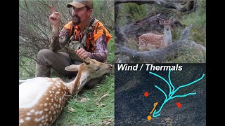 Pre Rut Fallow Deer Hunting  Thermals amp Wind [upl. by Cassondra]