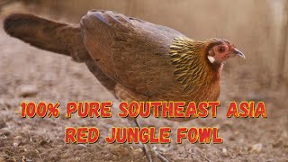 Pure SouthEast Asia Red Jungle Fowl From Full Breeding Plumage to Eclipse [upl. by Rett]