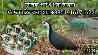 dahuk pakhir fadhash dhora china janggi fadwaterhen dahuk Bird trap huntingcock trap [upl. by Mickey]