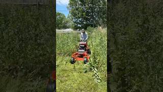 TOWERING 7foot grass is SWALLOWING this house whole – NO ONE had a CLUE what to do [upl. by Bena287]