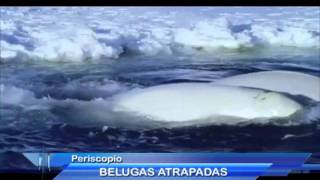 Ballenas Belugas Atrapadas [upl. by Jerome]