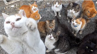 I visited Japan Cat Island where there are more cats than people Elderly people and cats coexist [upl. by Etiam]