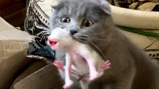 Momma Cat carries baby kitten in its teeth  compilation [upl. by Rma]