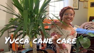 Yucca Cane Spineless Yucca Care 🍭 [upl. by Keyte740]