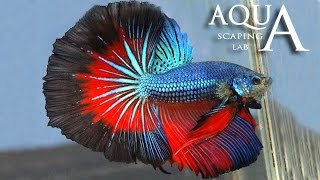 Aquascaping Lab  Betta Splendens Siamese Fighting fish description  pesce combattente descrizione [upl. by Rhiamon]