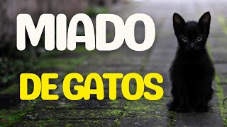 Gatos Miando uma coletânea dos melhores sons 1 HORA [upl. by Hairahs]