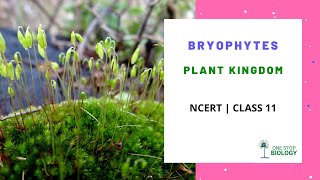 Plant Kingdom  Bryophytes  NCERT  Class 11  Chapter 3  Biology [upl. by Ez427]