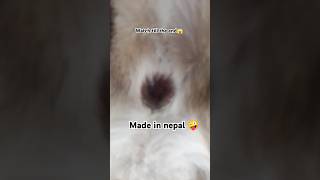 Naughty boy 🤣funny music petlove viralvideo subcribe [upl. by Aneehsar]