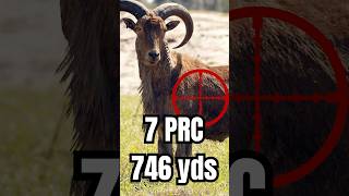 7 PRC vs Aoudad hunting longrangeshooting longshot [upl. by Chandal]