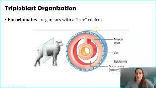 Classifying Animals Germ Layers [upl. by Birdella]