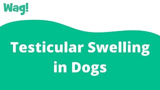 Testicular Swelling in Dogs  Wag [upl. by Axela220]