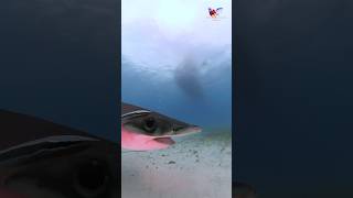 Great Hammerhead Shark and friendly remora sharks shark adventure explore ocean hammerhead [upl. by Zoba208]