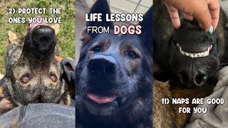 Life Lessons We Can Learn From Dogs [upl. by Elisabetta]