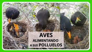 Aves alimentando a sus polluelos 🐦 [upl. by Sixela]