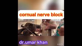 cornual nerve block l amputation of horn l dr umar khan [upl. by Seaden]