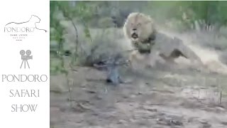 Kruger Park lion charge [upl. by Araiek220]