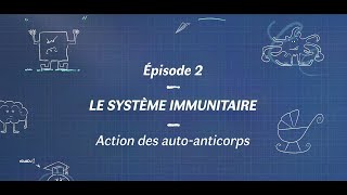 Comprendre la myasthénie  Le système immunitaire  Laction des autoanticorps [upl. by Fotina]