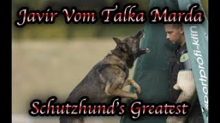 Schutzhunds Greatest Dogs Javir vom Talka Marda [upl. by Ogait]