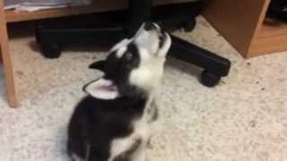 Husky puppy howling [upl. by Eelidnarb796]