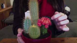 Cacti Sounds and music [upl. by Bella]