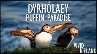 Puffin Paradise  Close Encounters with Iceland’s CUTEST Birds at Dyrhólaey [upl. by Seys848]