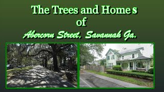 The Trees and Homes of Abercorn Street Savannah Ga 2024 [upl. by Alyda]