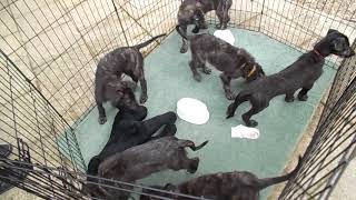 Deerhound x Lurcher Pups [upl. by Siulegroj]