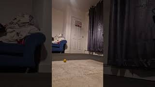 Chris Bracewell TRICK Golf golftrick golf [upl. by Alair]