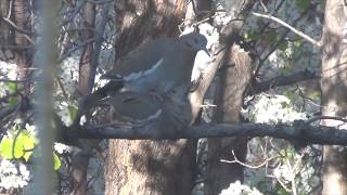 Dove Love in the Backyard White Winged Dove Mating Ritual [upl. by Sucramad897]