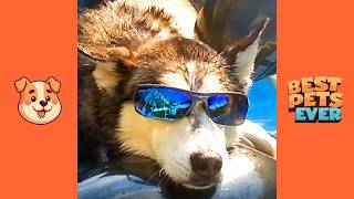 Hilarious Huskies 🤣🐶 Funny Dog Videos [upl. by Topping]