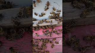 Bee ASMR [upl. by Chancelor]