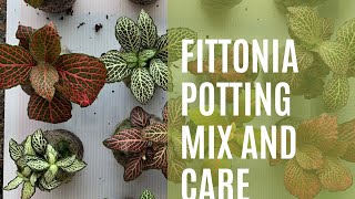 Things to know about Fittonia potting mix and plant care  THARAPPEL NURSERY [upl. by Onairelav]