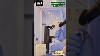 In Vitro Fertilization and Microinjection process in IVF ivfmicroinjectiongenetic engineering [upl. by Ailelc]