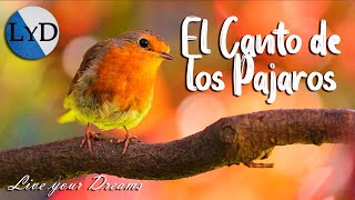 4 HORAS de Sonidos Relajantes de Pájaros Cantando 🐦 El Canto de las Aves la Naturaleza y el Bosque [upl. by Dorca]