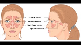 PARANASAL AIR SINUSESFRONTAL MAXILLARY ETHAMOIDAL SPHINOIDAL SINUSHEAD AND NECK ANATOMY IN TAMIL [upl. by Sesmar]