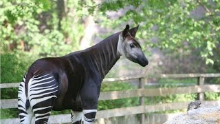 Amazing Facts About The Okapi [upl. by Ciccia]