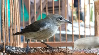 SUARA KEMADE BETINA  Pancingan AMPUH Bikin Burung CIT KERES Jantan Bahan Cepat Bunyi GACOR Ngalas [upl. by Service]