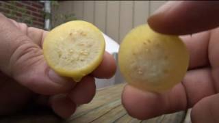 ⟹ Amarylla Tomatillo Taste Test PT1  CHECK IT OUT  TOMATILLO [upl. by Firahs]