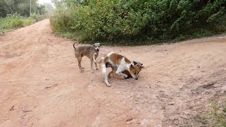 Summer Season In Rural Village Labrador Retriever Vs Golden Retriever Golden Retriever Dogs [upl. by Vivyan]