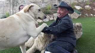 THE DOG THAT BIT CESAR MILLAN KISS ATACK [upl. by Coltin]