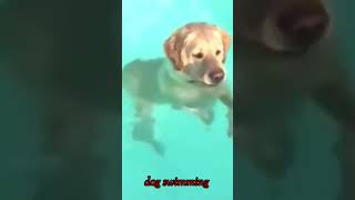 Dog 🐕 swimming in water 💦3kviralshorts [upl. by Oilime]