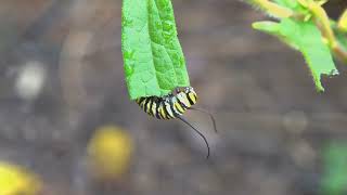 Milkweed to attract Monarch butterflies [upl. by Wilmott722]