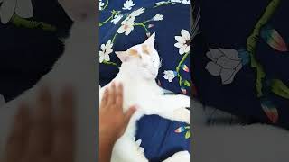 Ghum Parani mashi pishi love cat viralvideo friends 2024shorts subscribe [upl. by Brnaby]