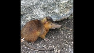 The Hispaniolan Solenodon is considered a living fossil [upl. by Alikahs]