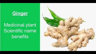 How can ginger help us Ginger medicinal plants scientific name [upl. by Ayat]