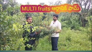 రకరకాల పండ్ల మొక్కల పెంపకం organic multi fruits forming [upl. by Alyehs]