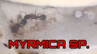 Развитие многоматочной колонии myrmica sp [upl. by Adila264]