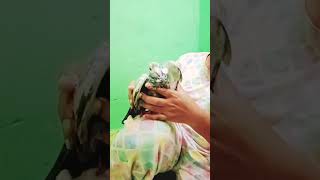 Ud jaaye kabutar ud jaaiye kabootar kabootarlovers trending  viralvideo  youtubeshorts [upl. by Crispa666]